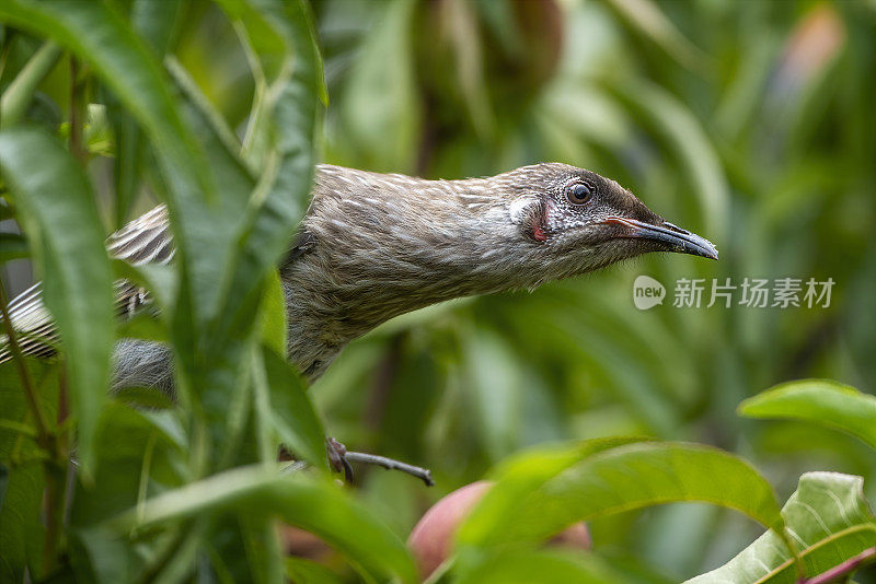 红荆棘鸟（Anthochaera carunculata）